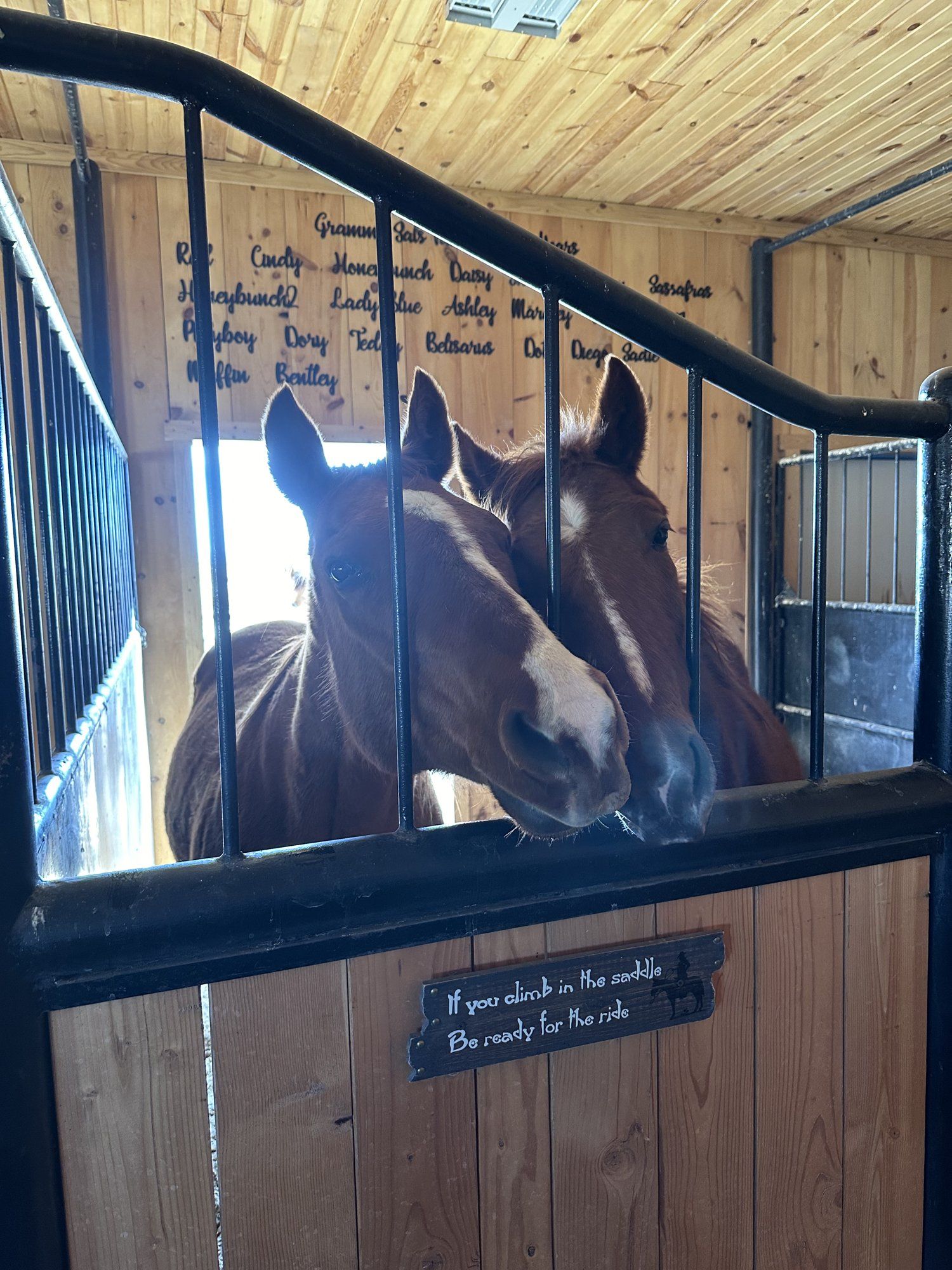 Two boarded horses looking out of a wooden stall